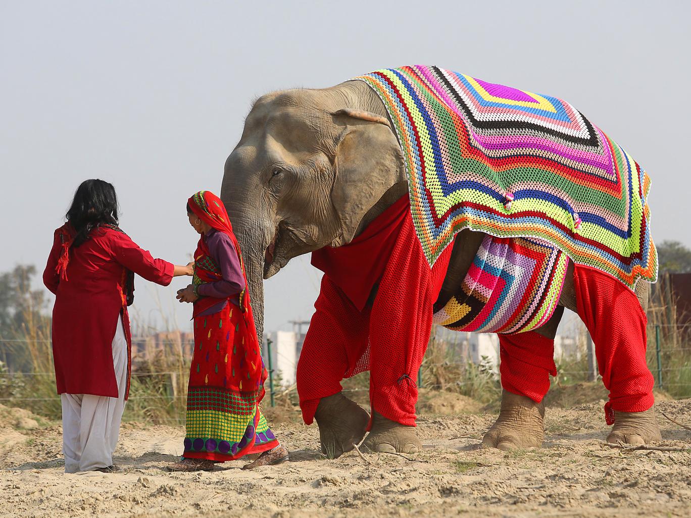 elephant-jumpers-4